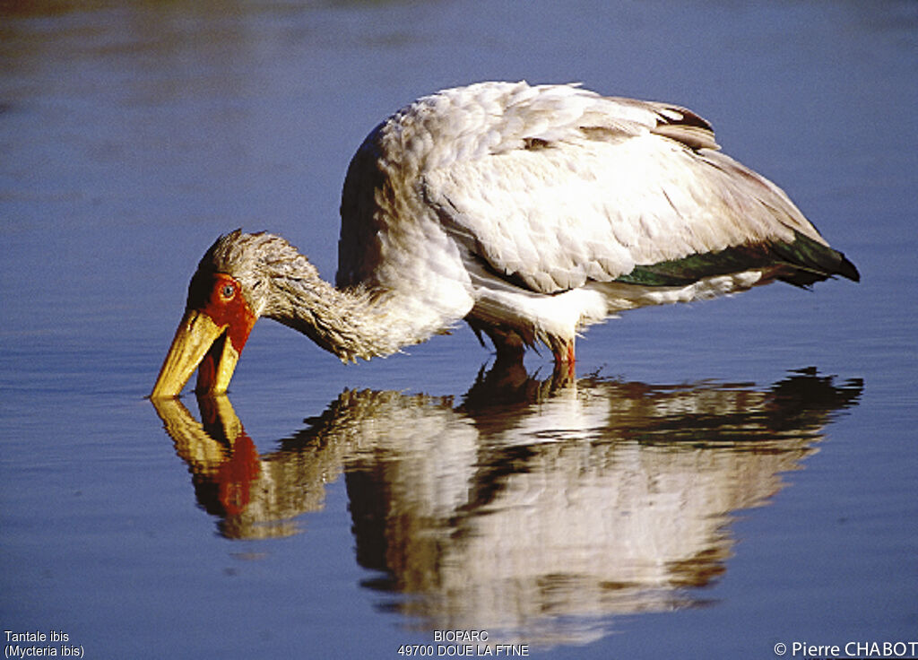 Yellow-billed Stork