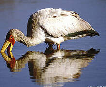 Yellow-billed Stork