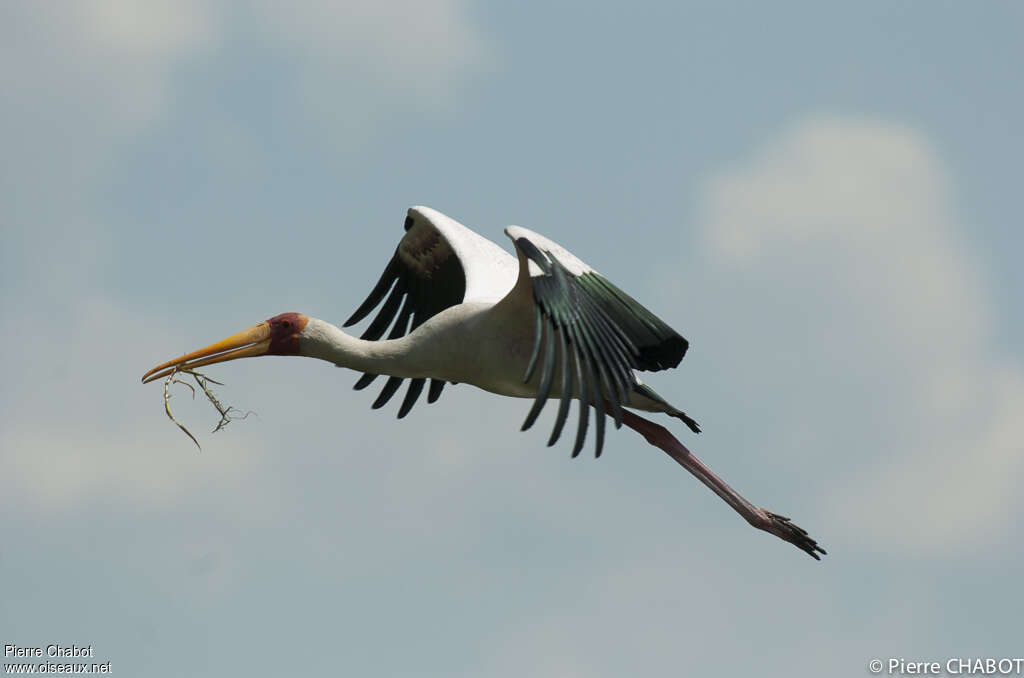 Yellow-billed Storkadult, Flight, Reproduction-nesting