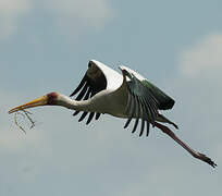 Yellow-billed Stork