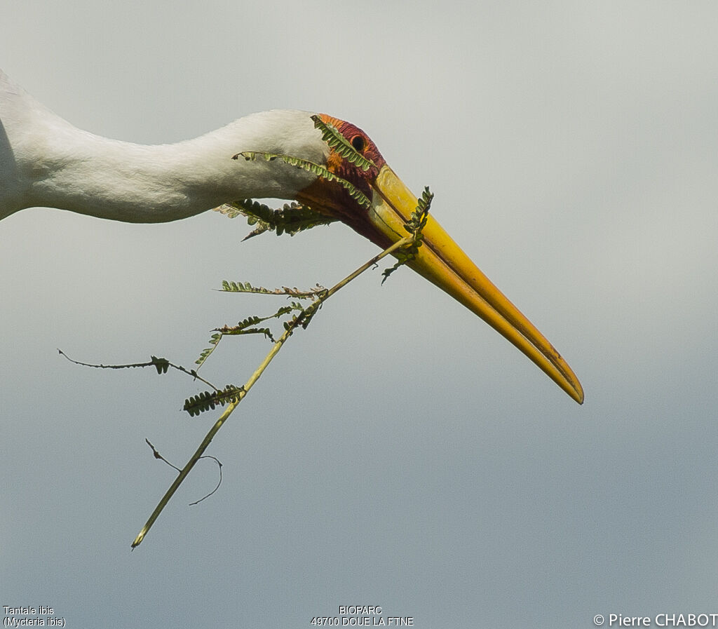 Yellow-billed Stork