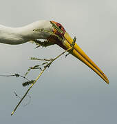 Yellow-billed Stork