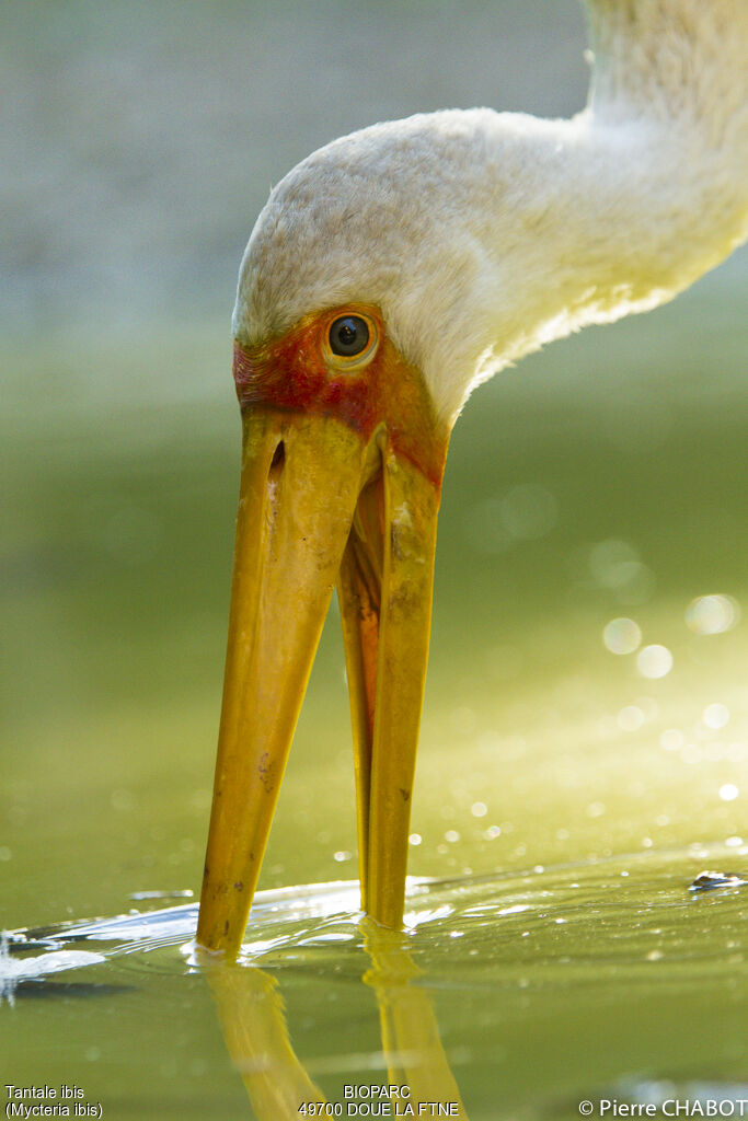 Tantale ibis