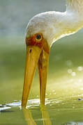 Yellow-billed Stork