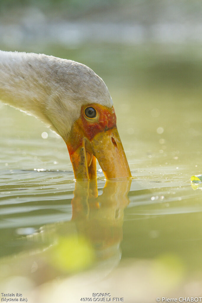 Yellow-billed Stork