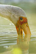 Yellow-billed Stork