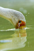 Yellow-billed Stork