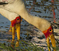 Yellow-billed Stork