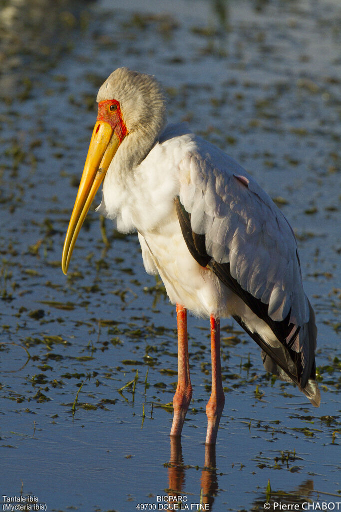 Yellow-billed Stork