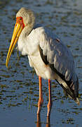 Yellow-billed Stork