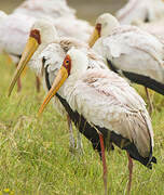 Yellow-billed Stork