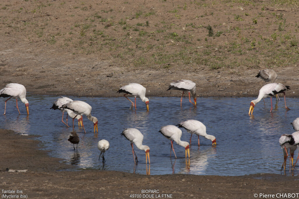 Yellow-billed Stork