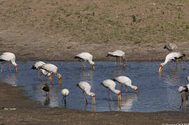 Yellow-billed Stork