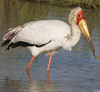 Yellow-billed Stork