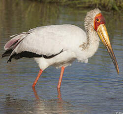 Tantale ibis