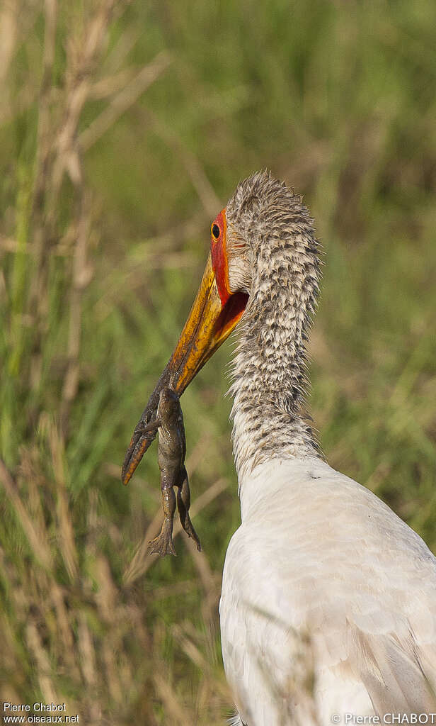 Tantale ibis, régime