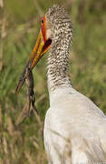 Yellow-billed Stork