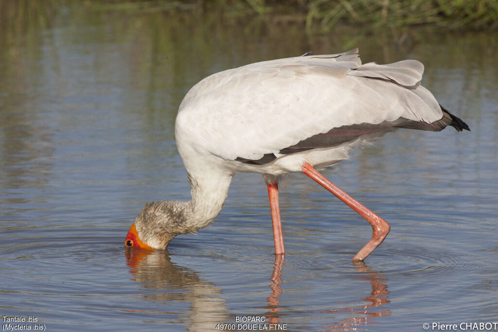 Yellow-billed Stork