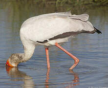 Yellow-billed Stork