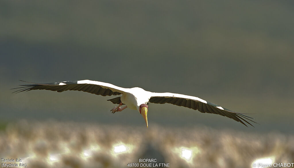 Yellow-billed Stork