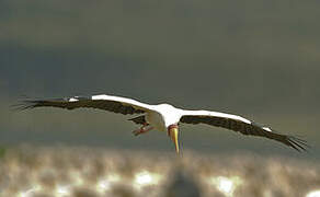 Yellow-billed Stork