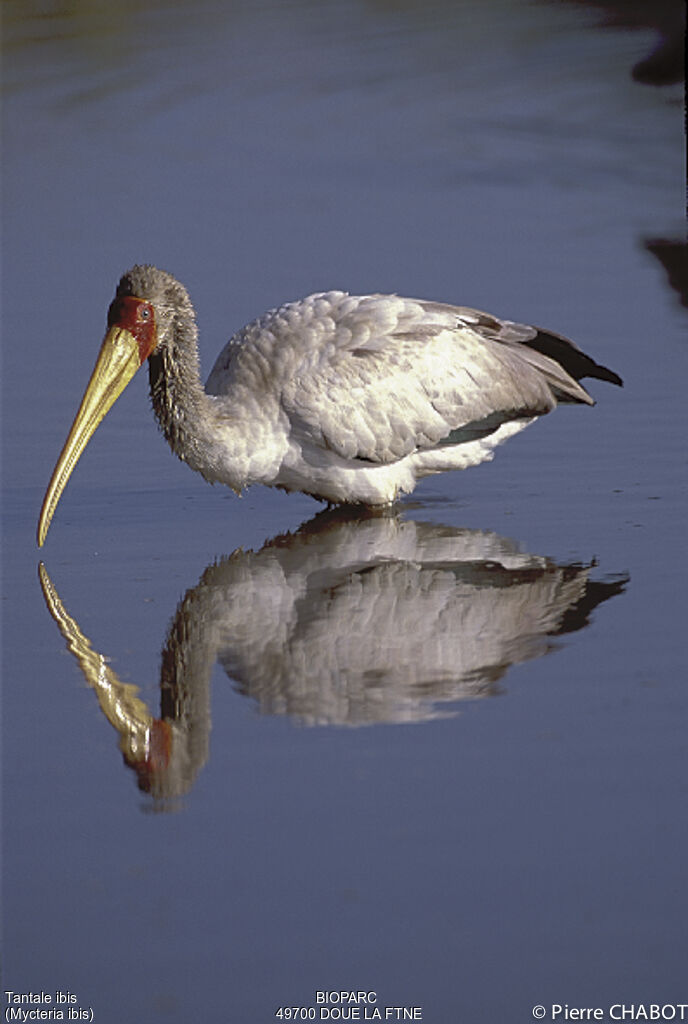 Yellow-billed Stork