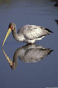 Yellow-billed Stork