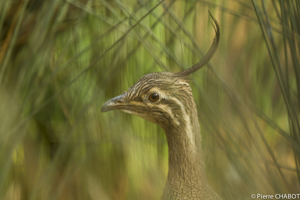 Tinamou élégant