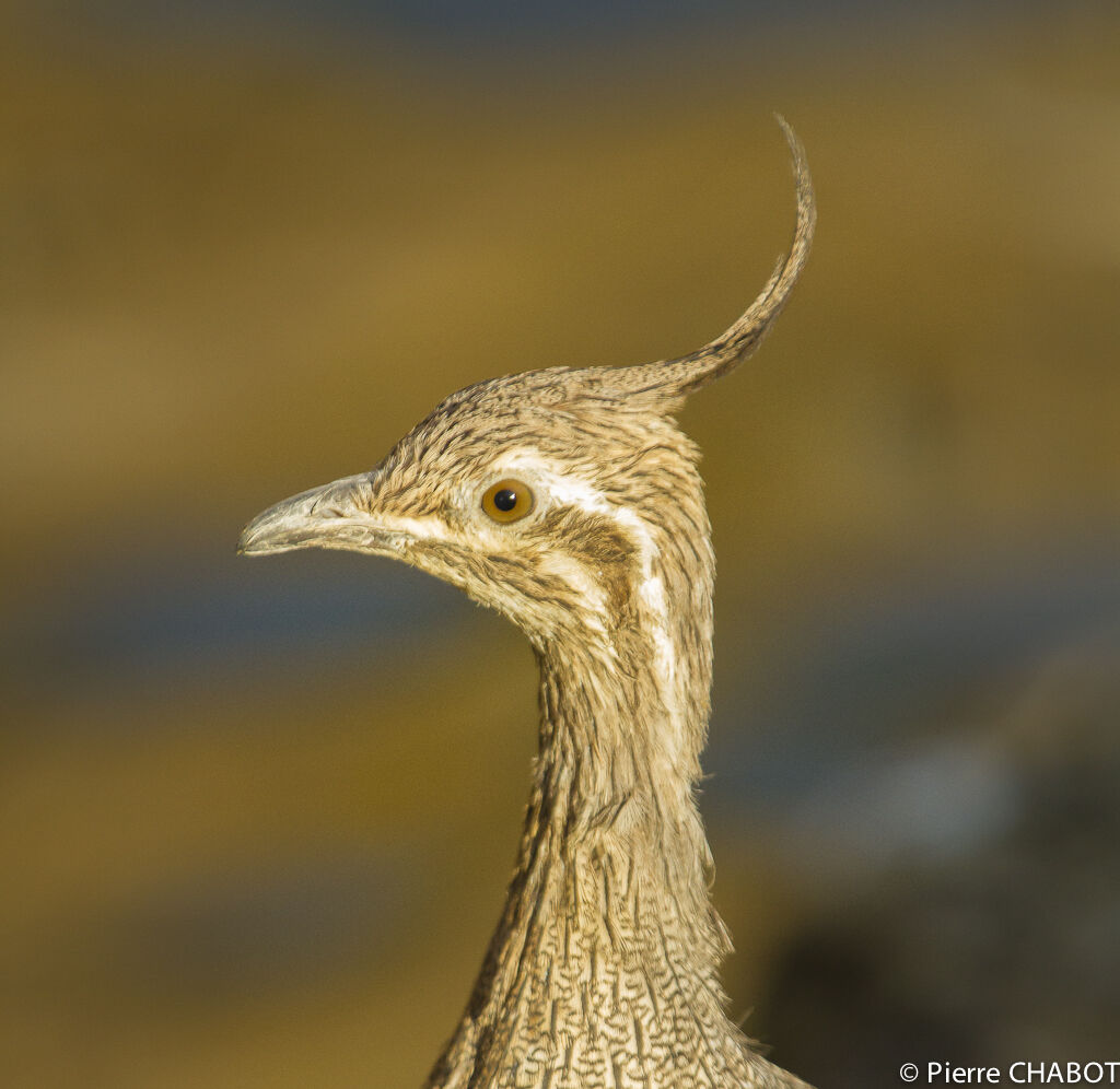 Elegant Crested Tinamou