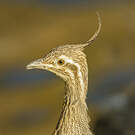 Tinamou élégant