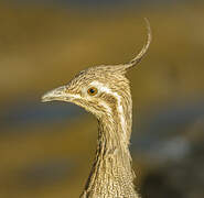 Elegant Crested Tinamou