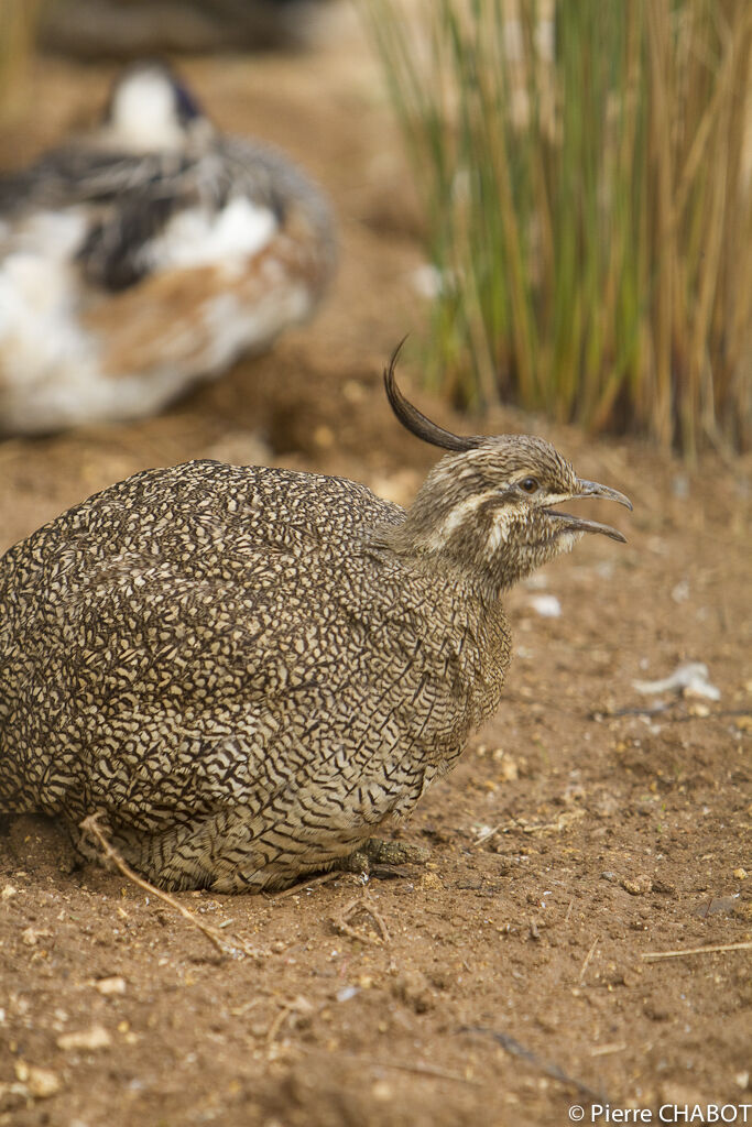 Tinamou élégant