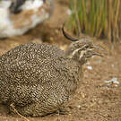 Tinamou élégant