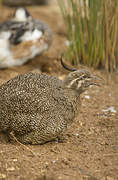 Elegant Crested Tinamou