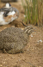 Tinamou élégant