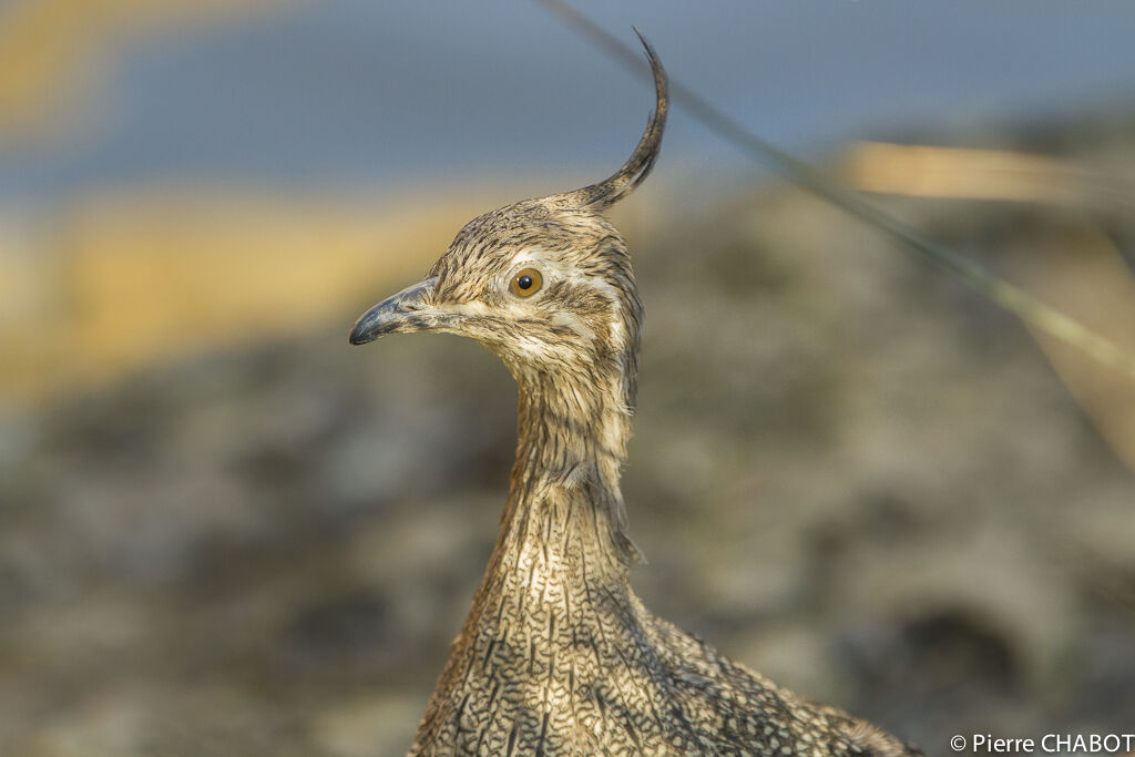 Elegant Crested Tinamou