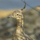 Tinamou élégant