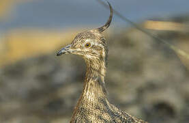 Elegant Crested Tinamou