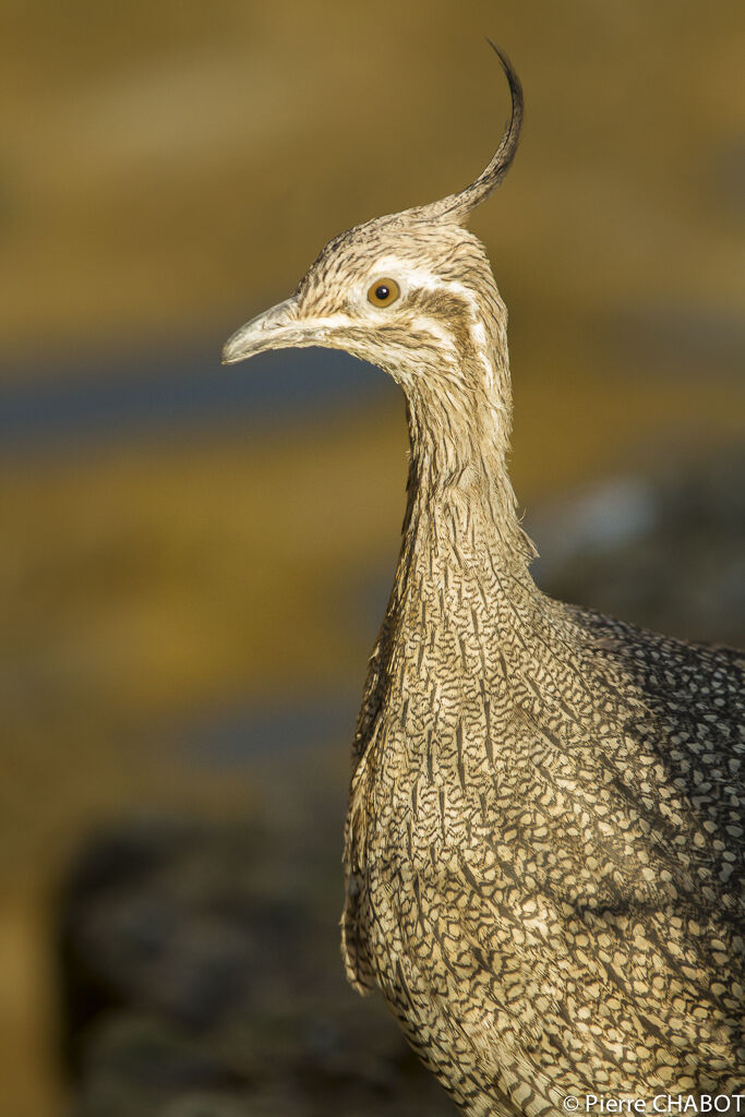 Tinamou élégant