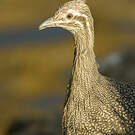Tinamou élégant