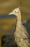 Elegant Crested Tinamou