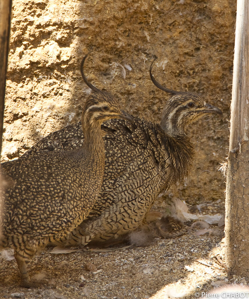 Elegant Crested Tinamou