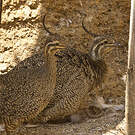 Tinamou élégant