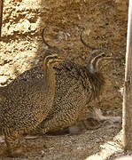 Elegant Crested Tinamou