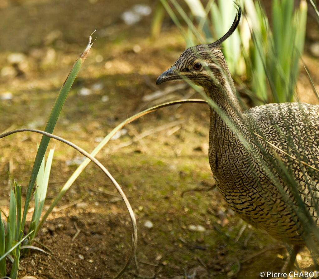 Tinamou élégant