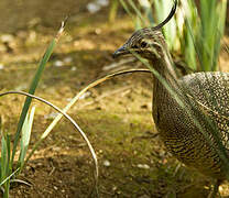 Elegant Crested Tinamou