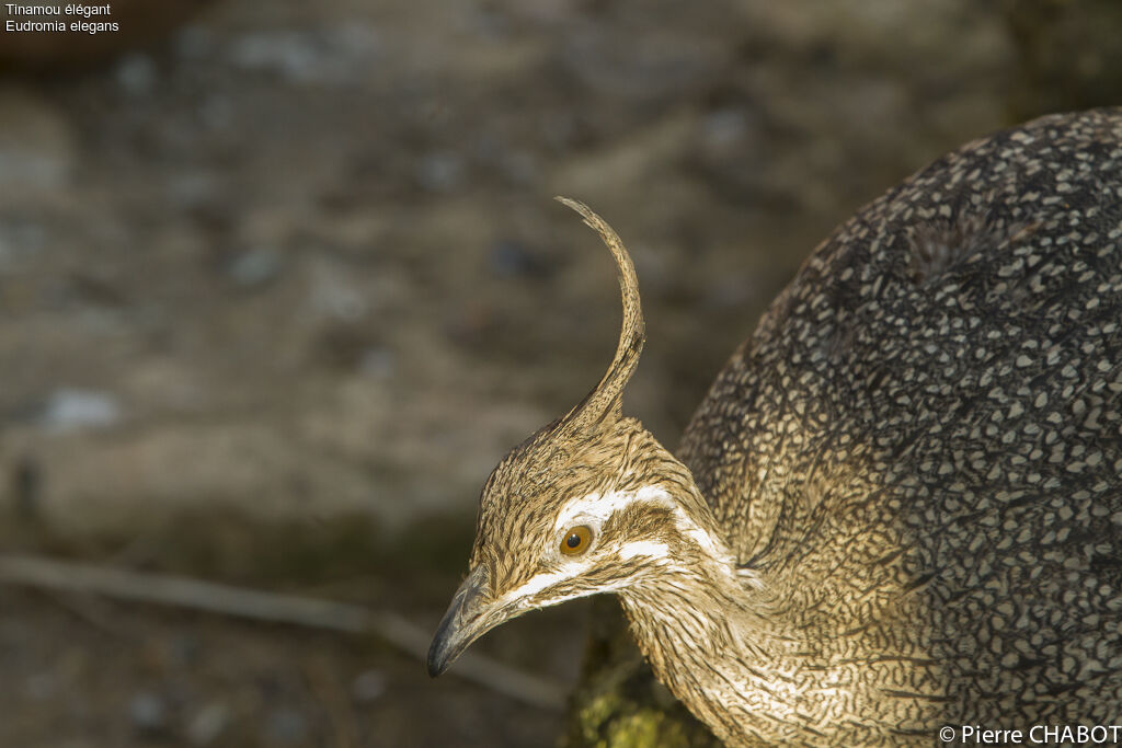 Elegant Crested Tinamou