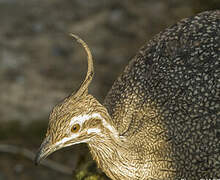 Elegant Crested Tinamou