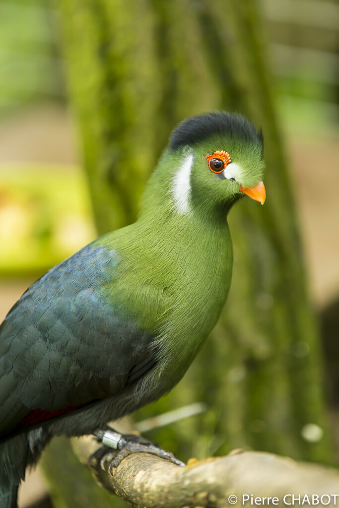 White-cheeked Turaco