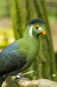 White-cheeked Turaco